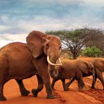 Unforgettable African Adventures